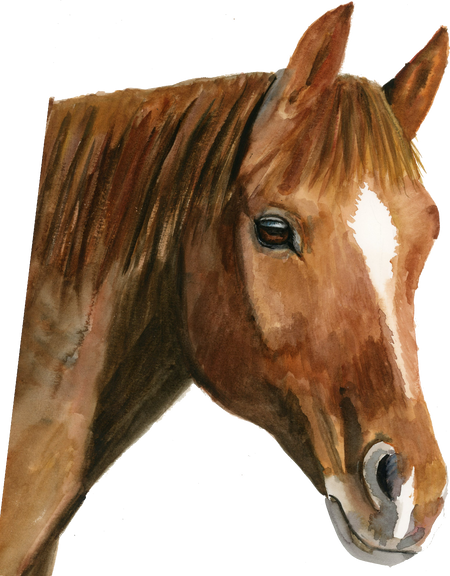 Watercolor Horse Animal Illustration